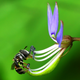Illustration for article titled Shooting Challenge: Bugs Gallery (Part 5)